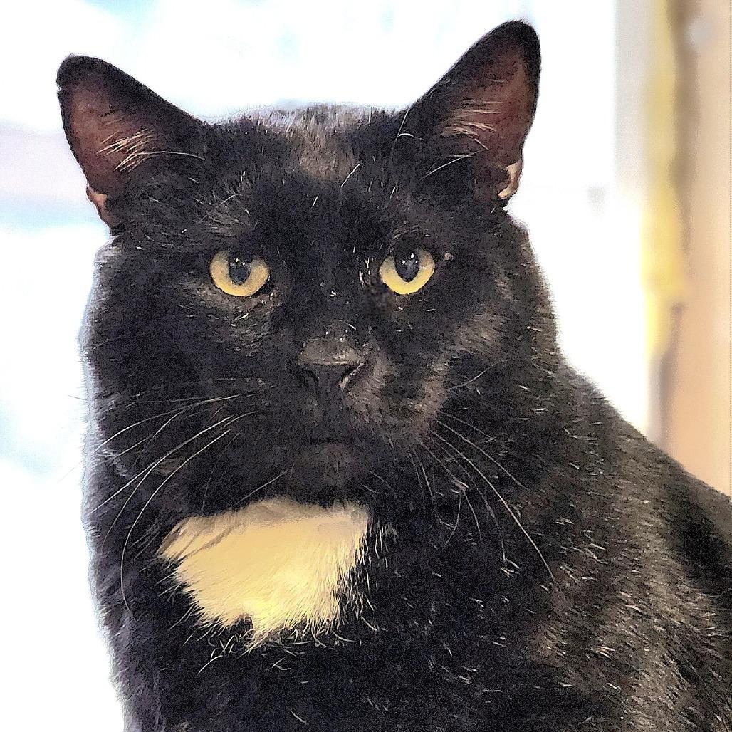 Moe Szyslak, Adoptable, Senior Male Domestic Short Hair.