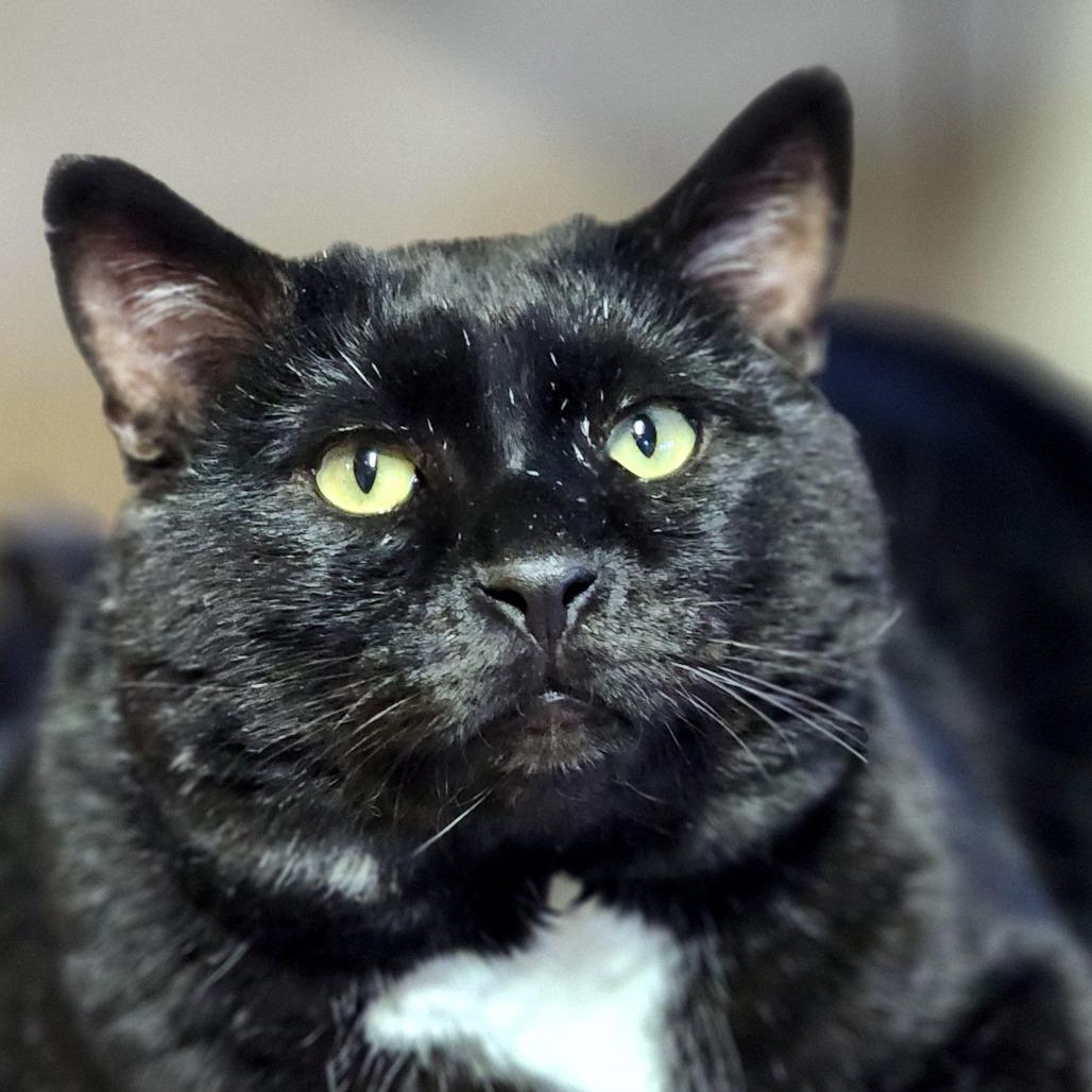 Enlarge Moe Szyslak, a Adoptable Domestic Short Hair in Zimmerman, MN image 2/4