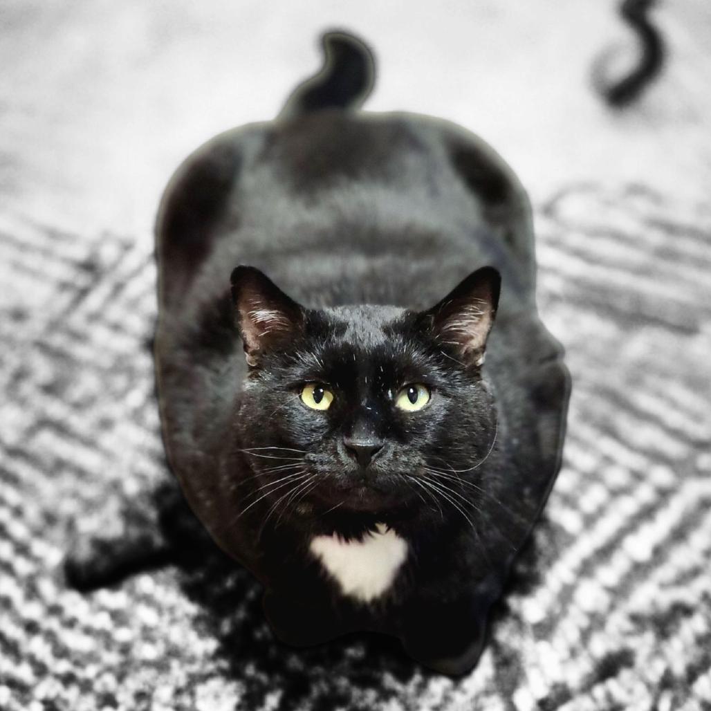 Enlarge Moe Szyslak, a Adoptable Domestic Short Hair in Zimmerman, MN image 3/4