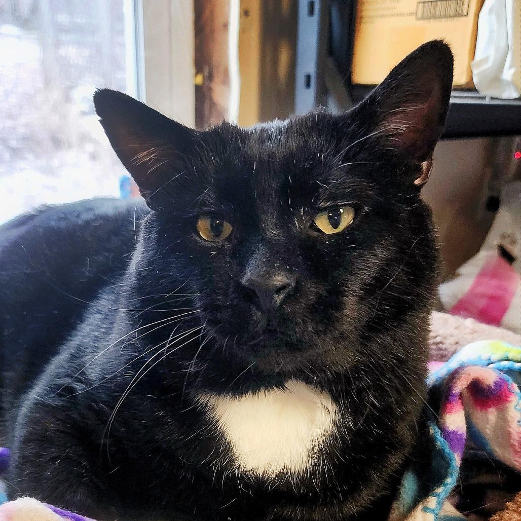 Enlarge Moe Szyslak, a Adoptable Domestic Short Hair in Zimmerman, MN image 4/4