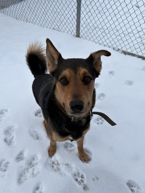 Enlarge KEVIN, a Adoptable mixed breed in Toronto, ON image 1/1