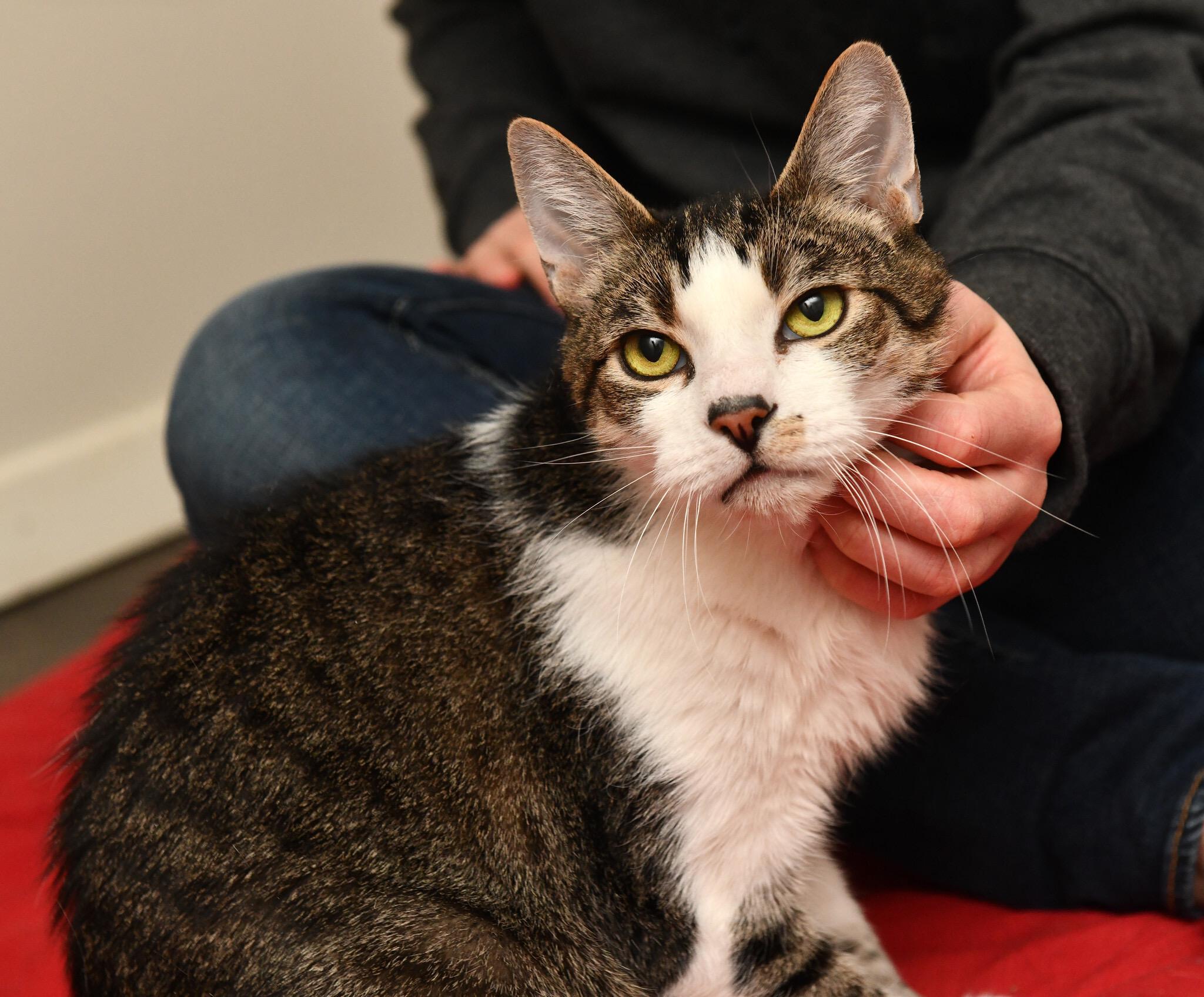 Enlarge Henry, a ADOPTABLE Domestic Short Hair in Seattle, WA image 2/5