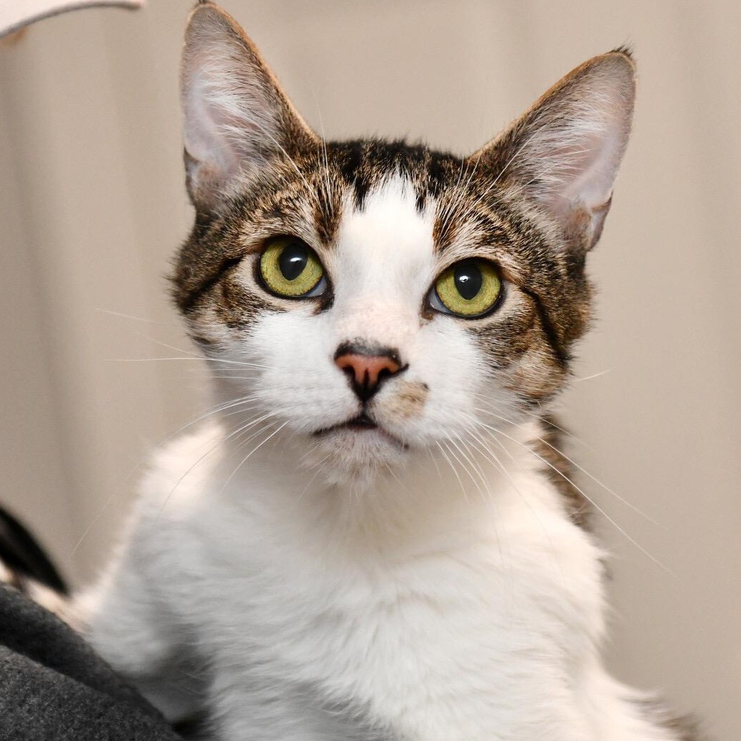 Enlarge Henry, a ADOPTABLE Domestic Short Hair in Seattle, WA image 3/5