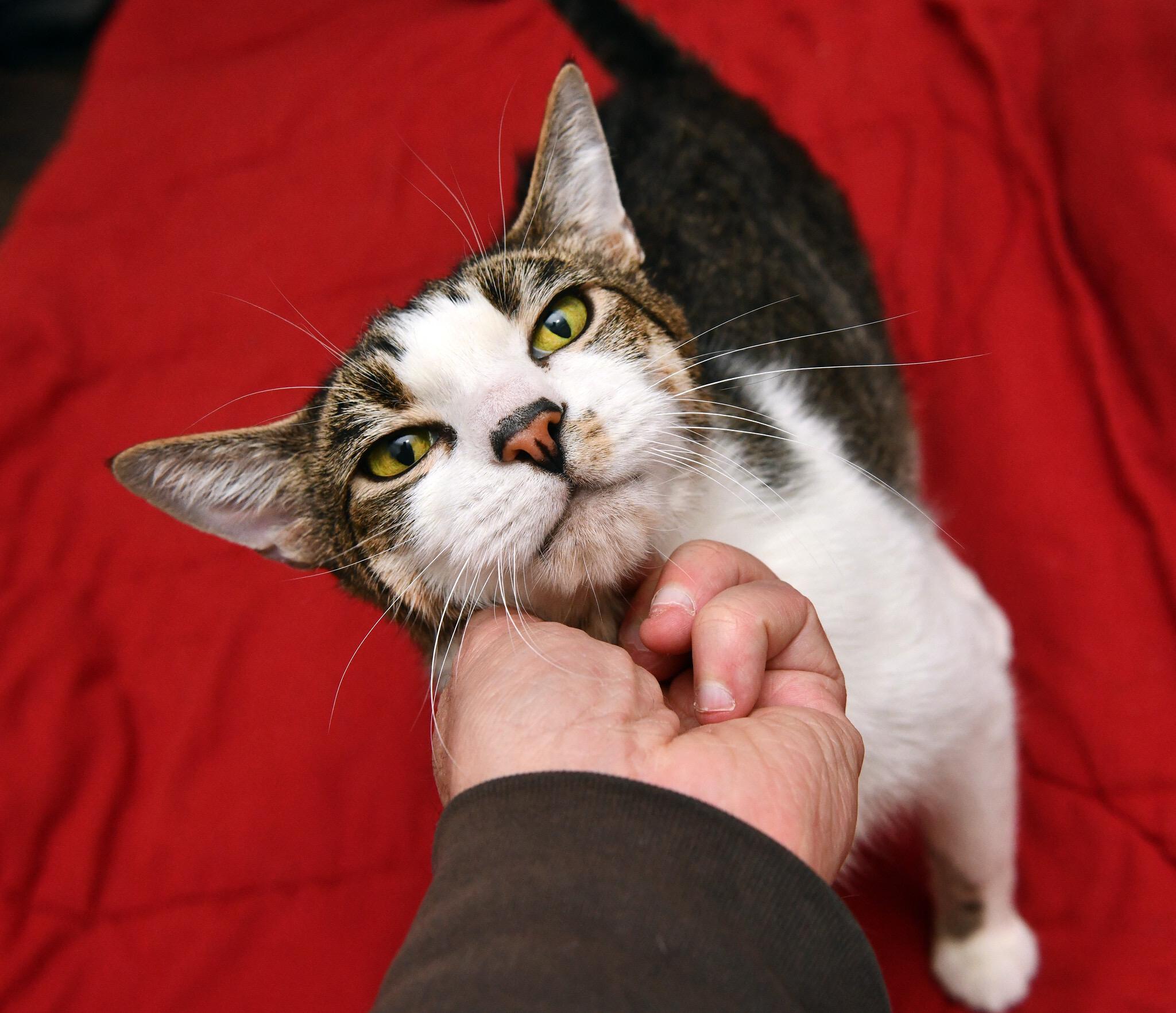 Enlarge Henry, a ADOPTABLE Domestic Short Hair in Seattle, WA image 5/5