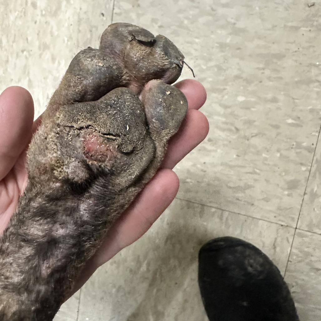 Marlow 5069 — thumbnail 4