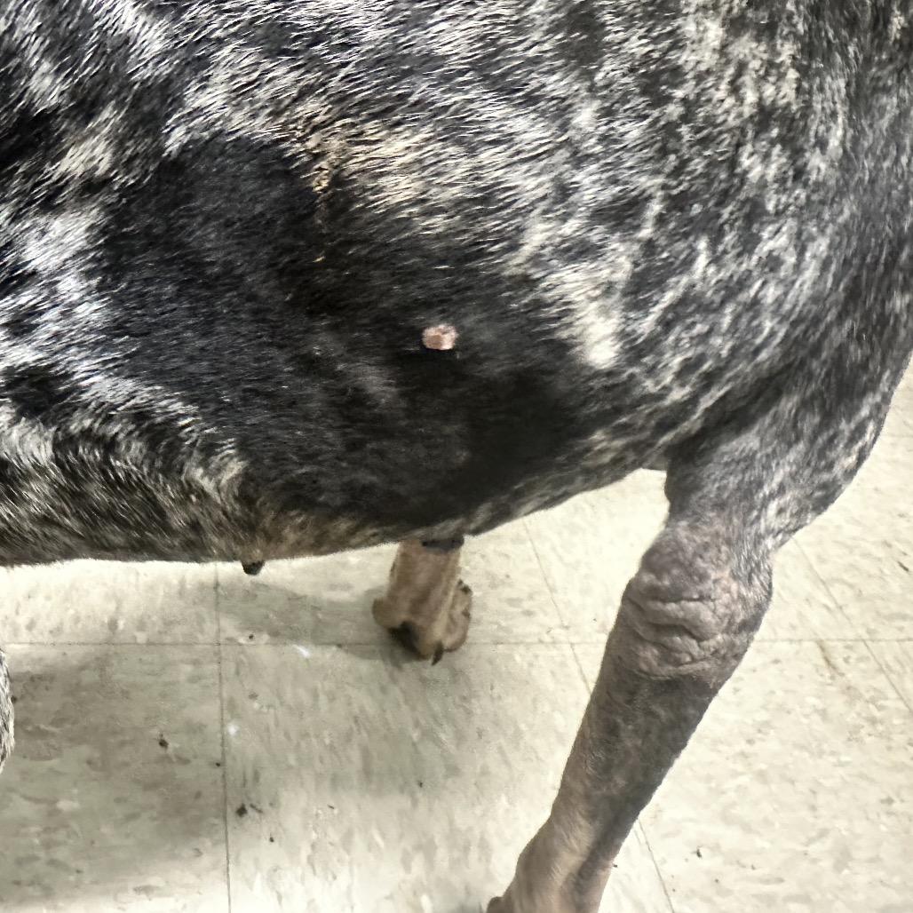 Marlow 5069 — thumbnail 5