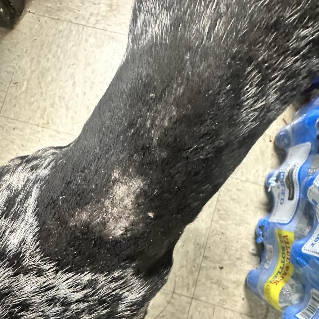 Marlow 5069 — thumbnail 6