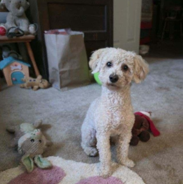 Cute Coleman, Adoptable, Young Male Miniature Poodle.