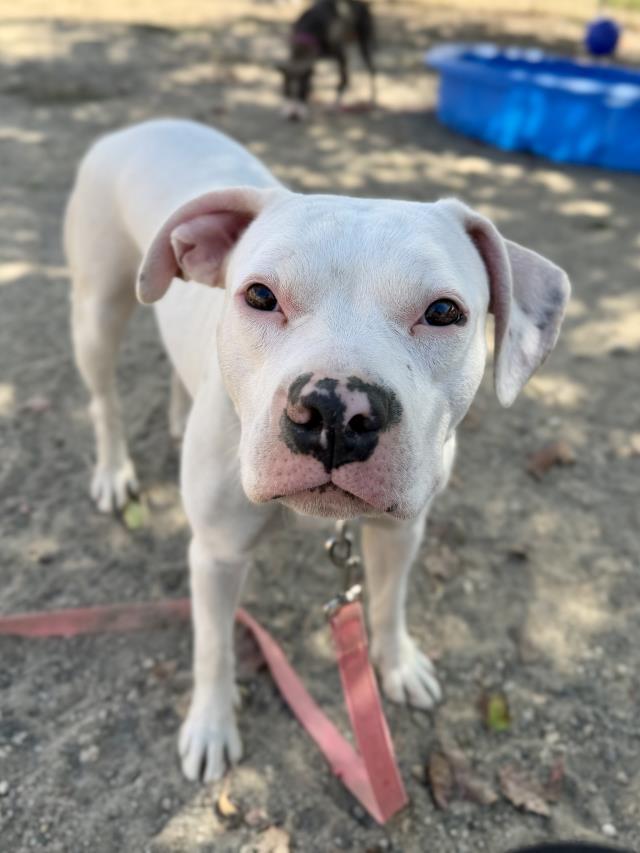 Enlarge PINKY, a Adoptable mixed breed in Santa Maria, CA image 1/1