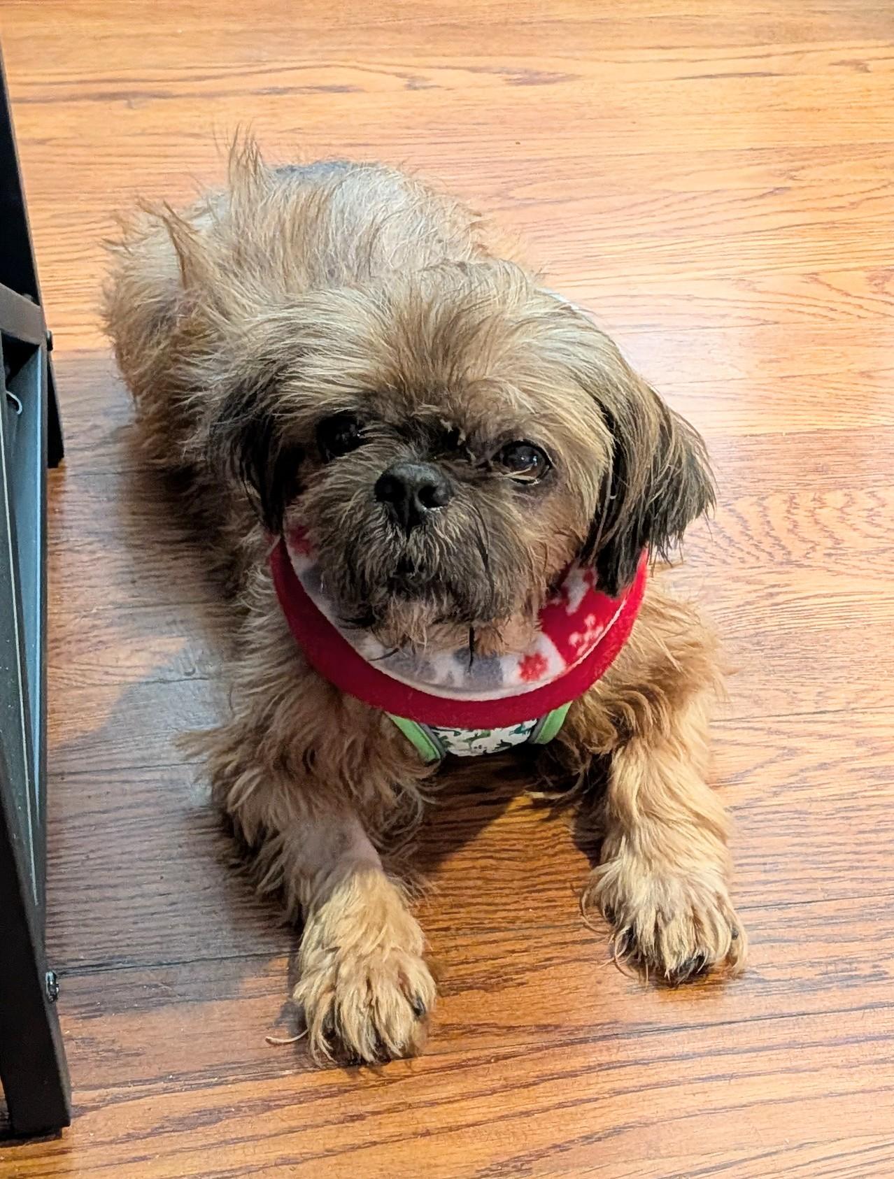 Bandito