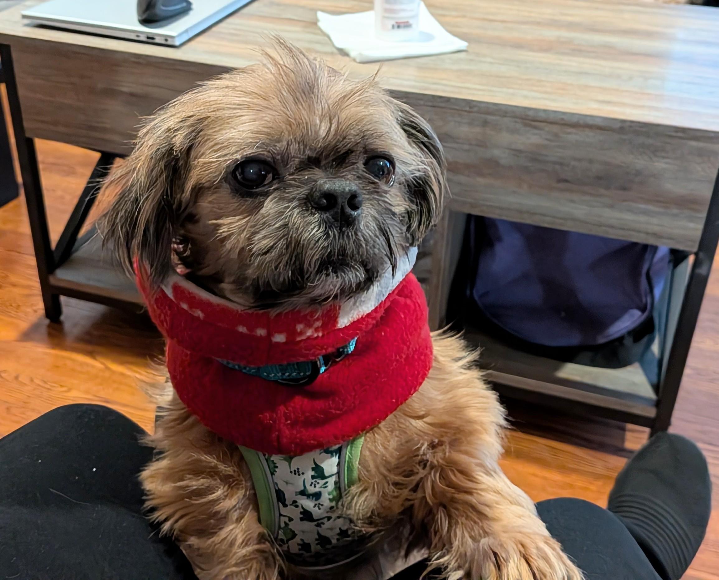 Bandito