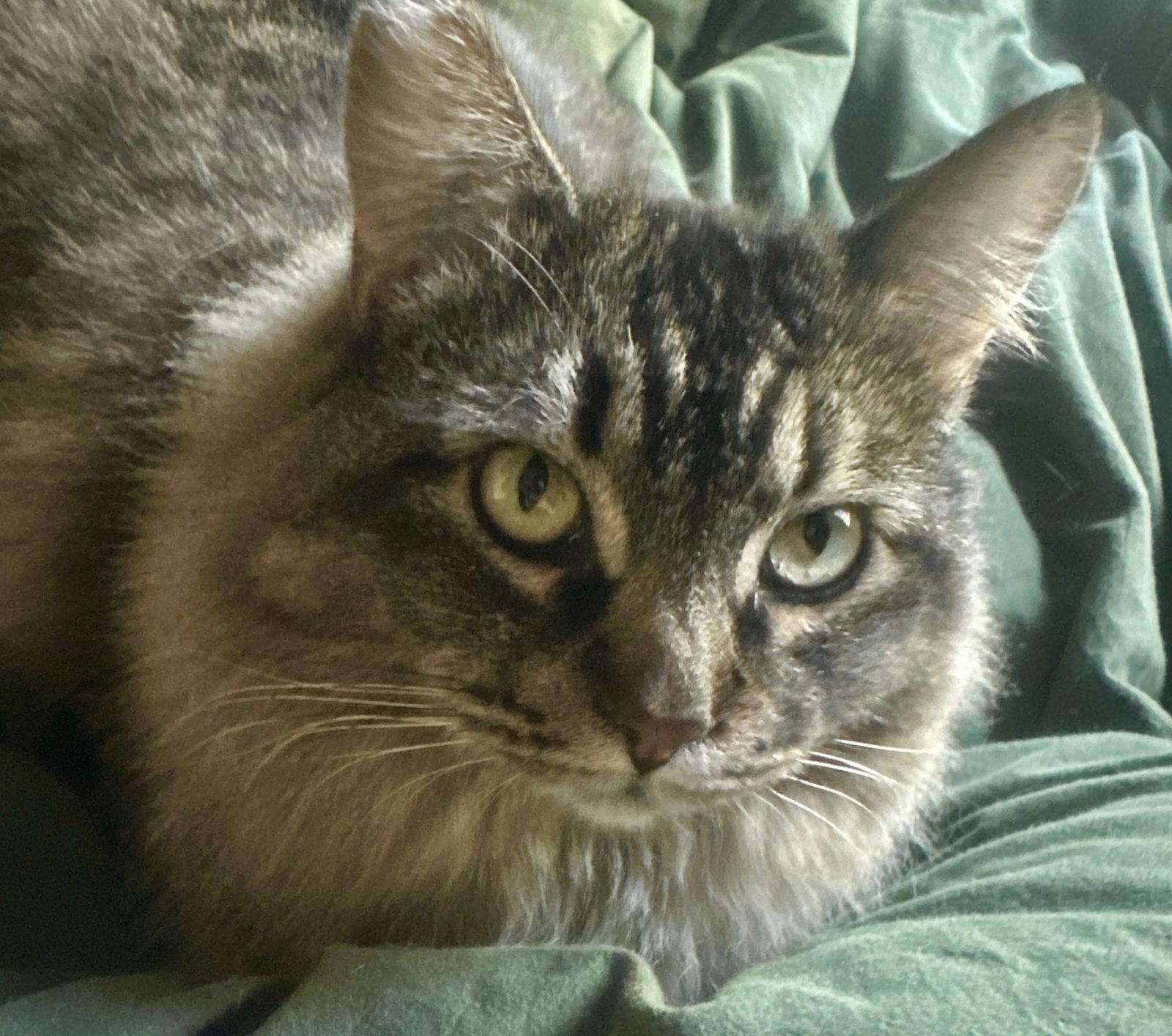 Nami - fab fluffy companion, Adoptable, Adult Female Maine Coon & Domestic Long Hair.