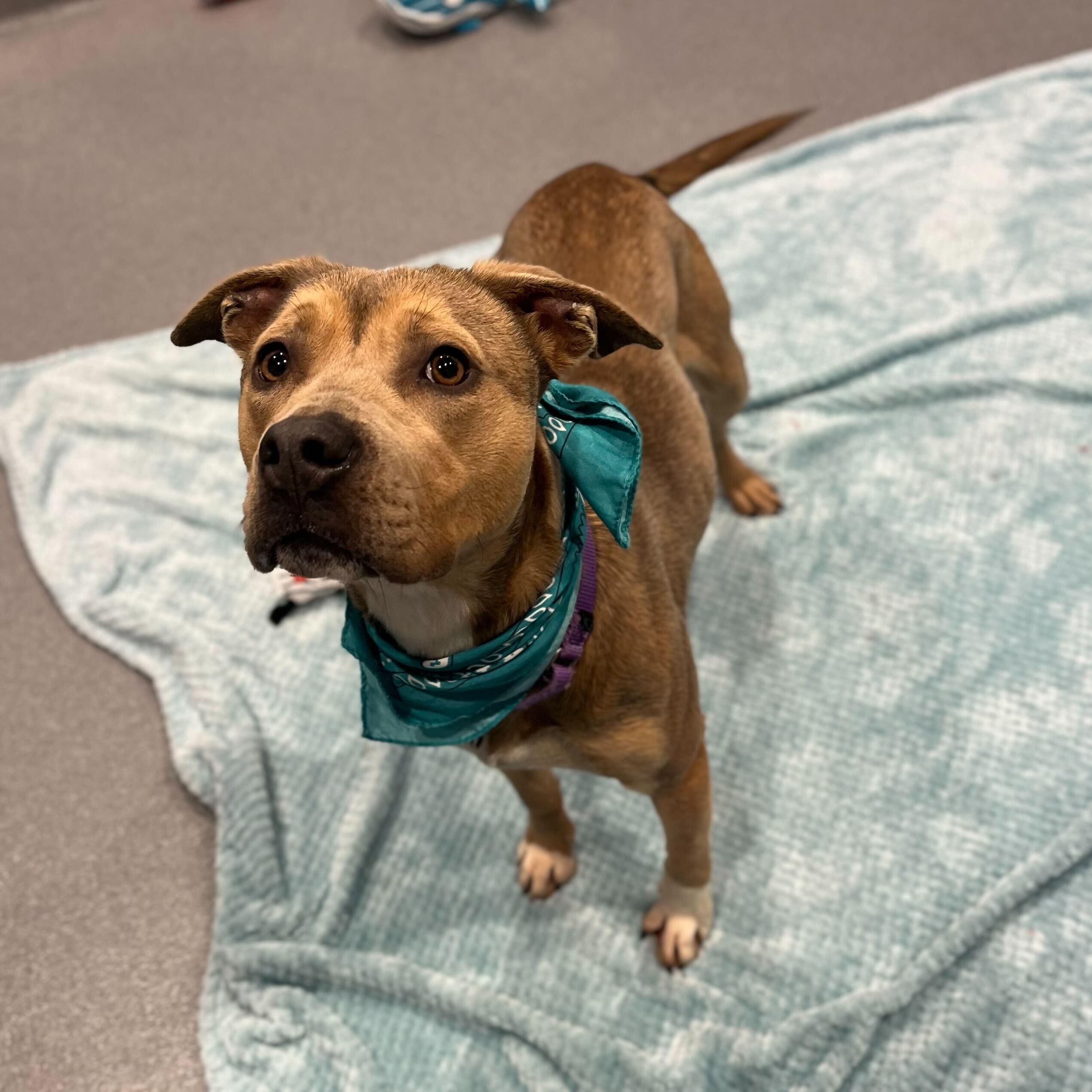 Enlarge Pie, a ADOPTABLE Mixed Breed in Canal Winchester, OH image 2/5