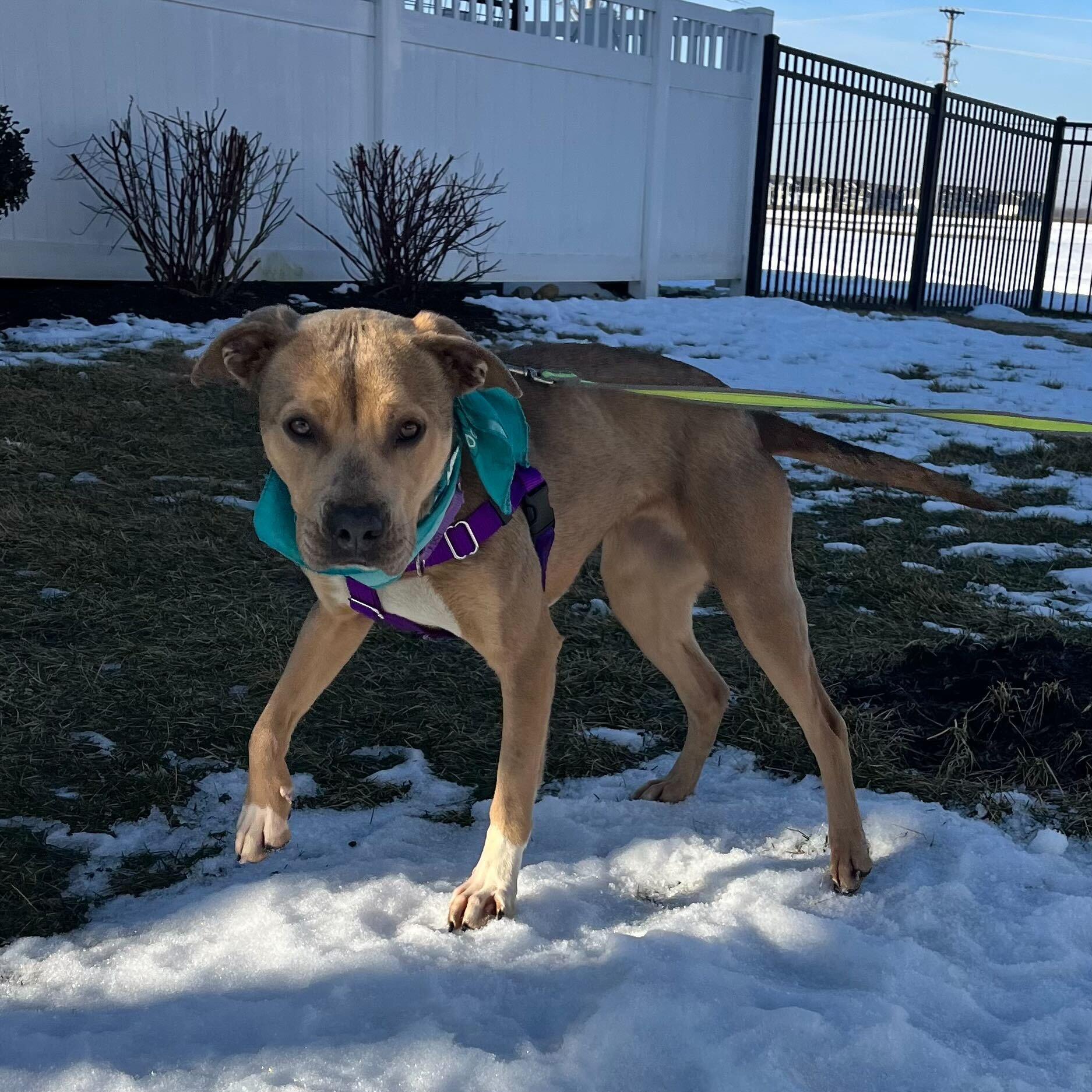 Enlarge Pie, a ADOPTABLE Mixed Breed in Canal Winchester, OH image 3/5