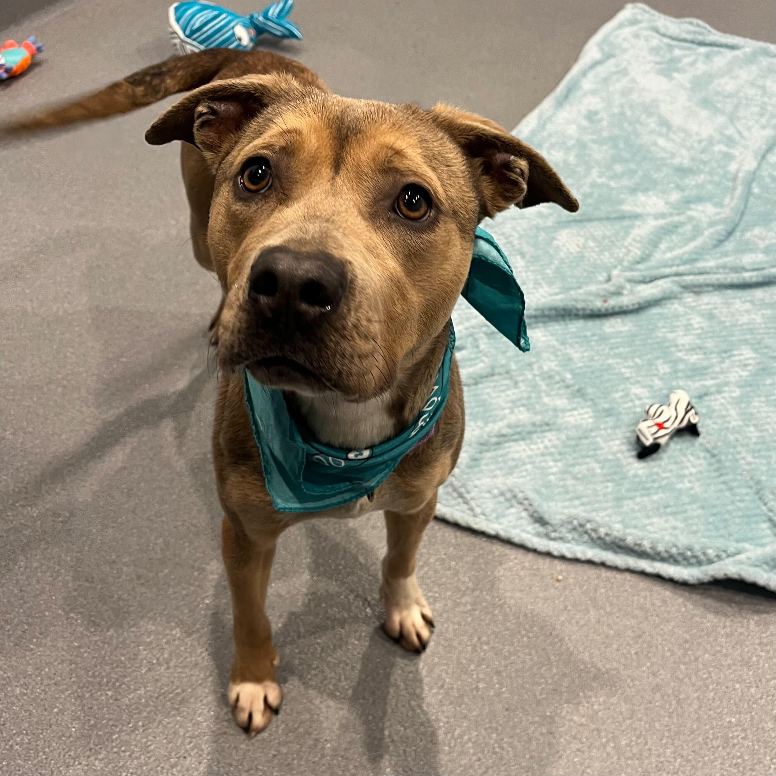 Enlarge Pie, a ADOPTABLE Mixed Breed in Canal Winchester, OH image 1/5