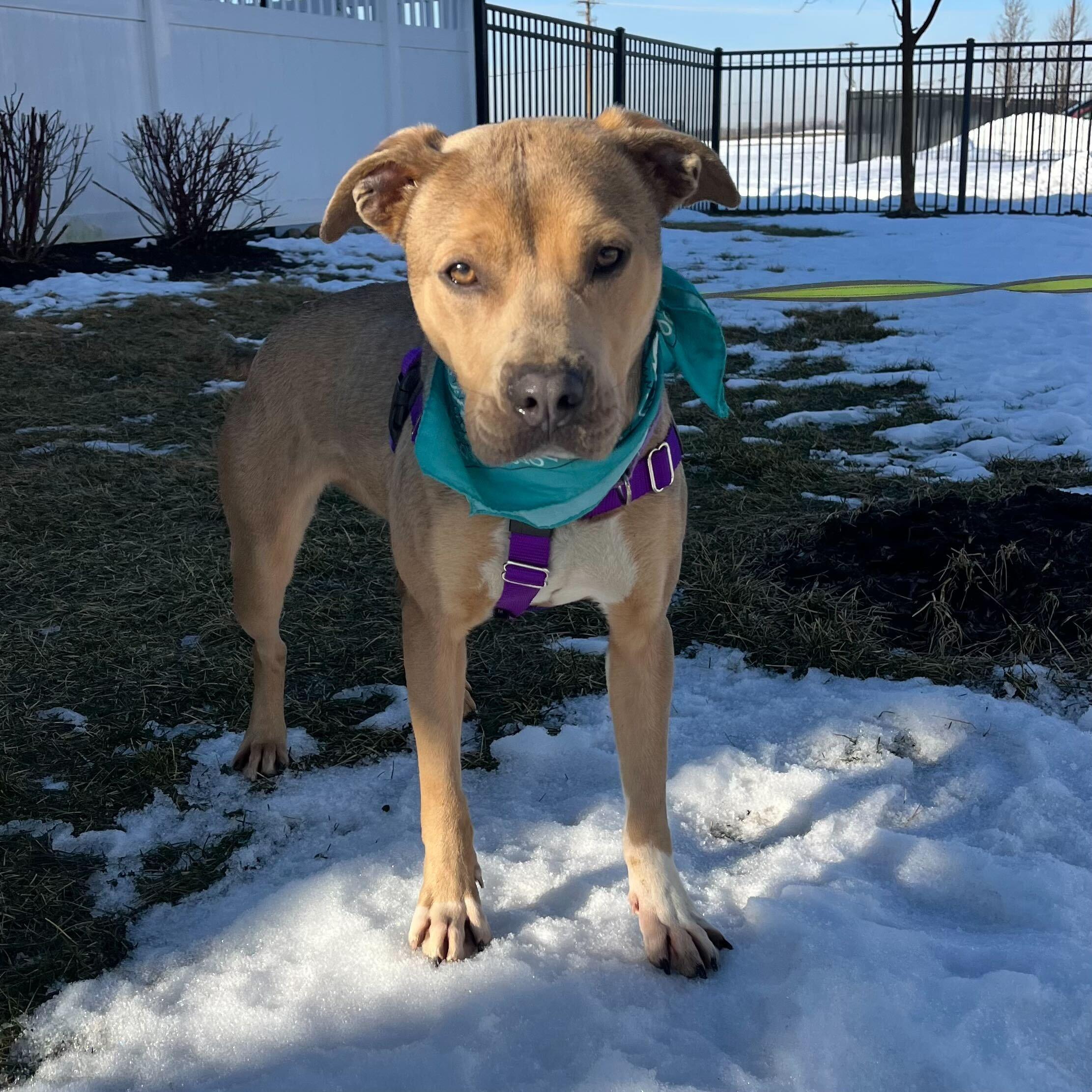 Enlarge Pie, a ADOPTABLE Mixed Breed in Canal Winchester, OH image 5/5