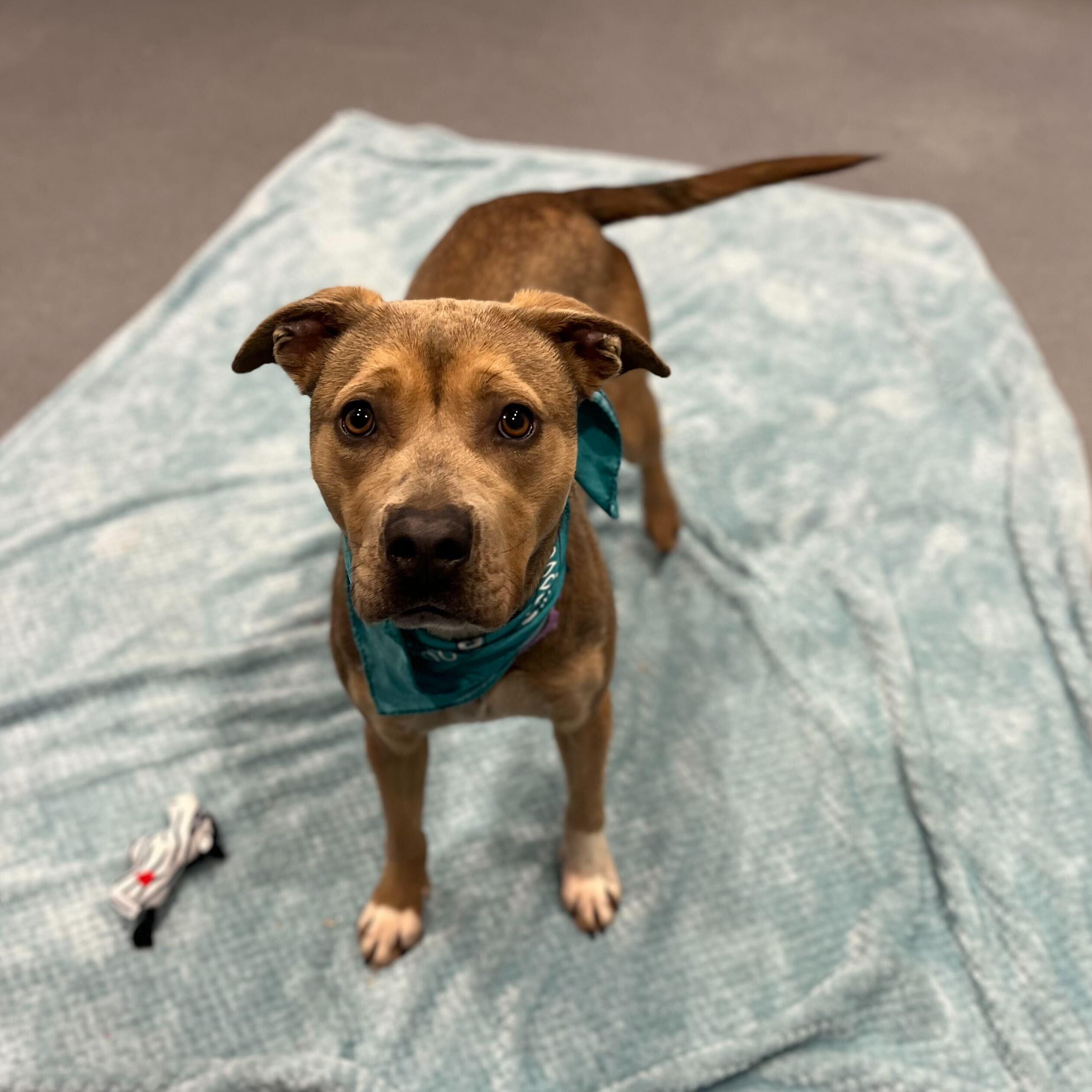 Enlarge Pie, a ADOPTABLE Mixed Breed in Canal Winchester, OH image 4/5