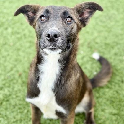 Farrah, adopted, Young Female Mixed Breed.