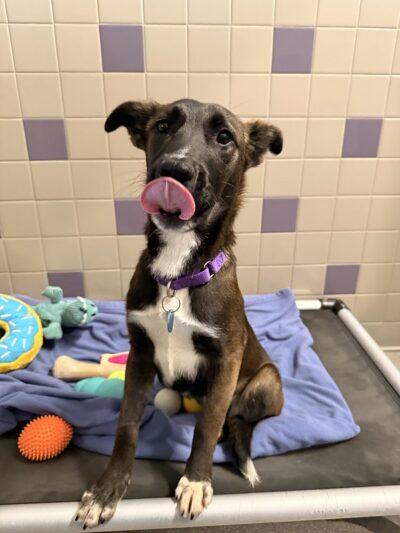 Enlarge Farrah, an adopted Mixed Breed in Truckee, CA image 3/4