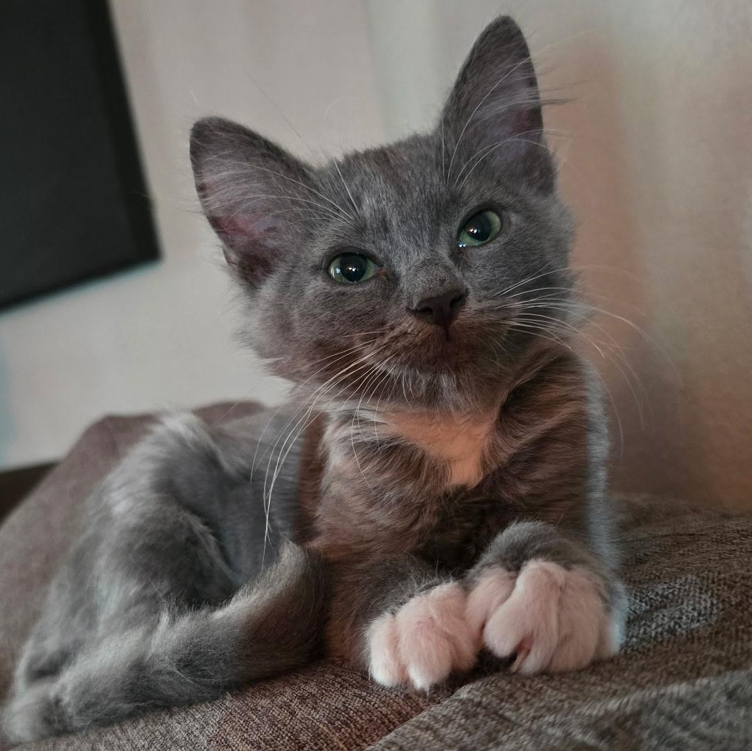 Cindy, Adopted, Kitten Female Domestic Short Hair.