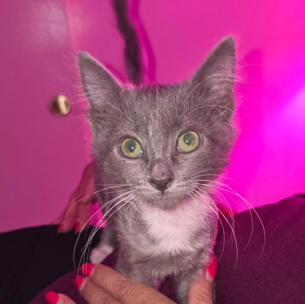 Enlarge Cindy, a Adopted Domestic Short Hair in Chandler, AZ image 2/2