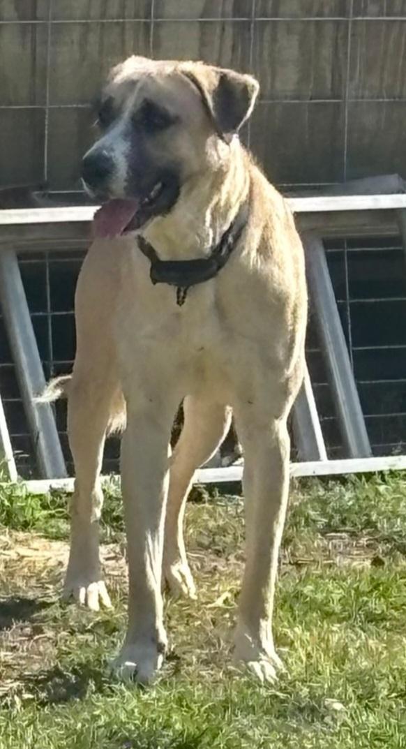 Enlarge Ringo, a Adoptable mixed breed in Cheyenne, WY image 4/6
