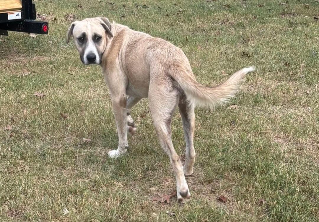 Enlarge Ringo, a Adoptable mixed breed in Cheyenne, WY image 5/6