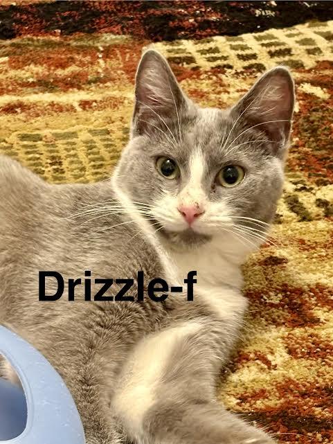 Drizzle, adopted, Young Female Domestic Short Hair.