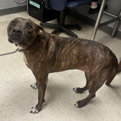 Roux, Adoptable, Adult Female Terrier & Mixed Breed.