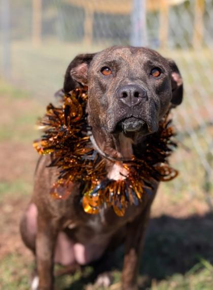 Roux, Adoptable, Adult Female Terrier & Mixed Breed.
