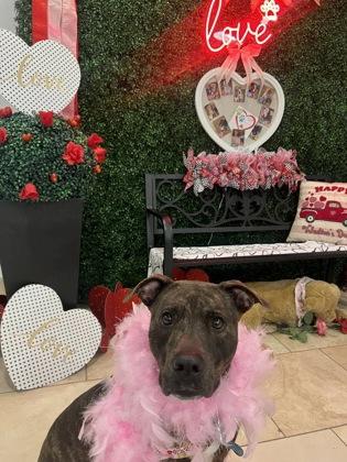 Roux, Adoptable, Adult Female Terrier & Mixed Breed.