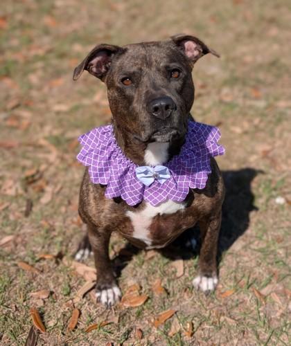 Roux, Adoptable, Adult Female Terrier & Mixed Breed.