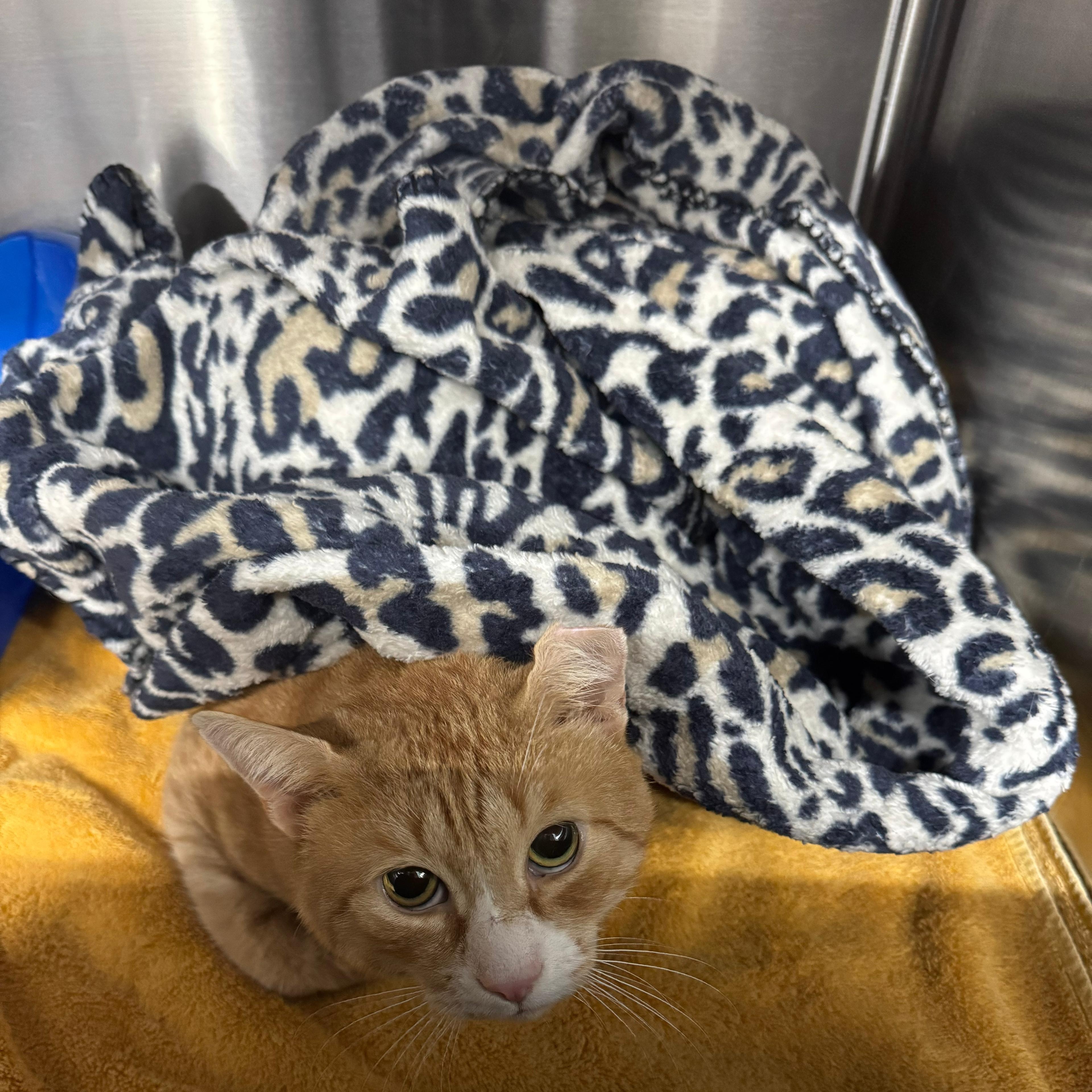 Stretch, ADOPTABLE, Adult Male Domestic Short Hair.