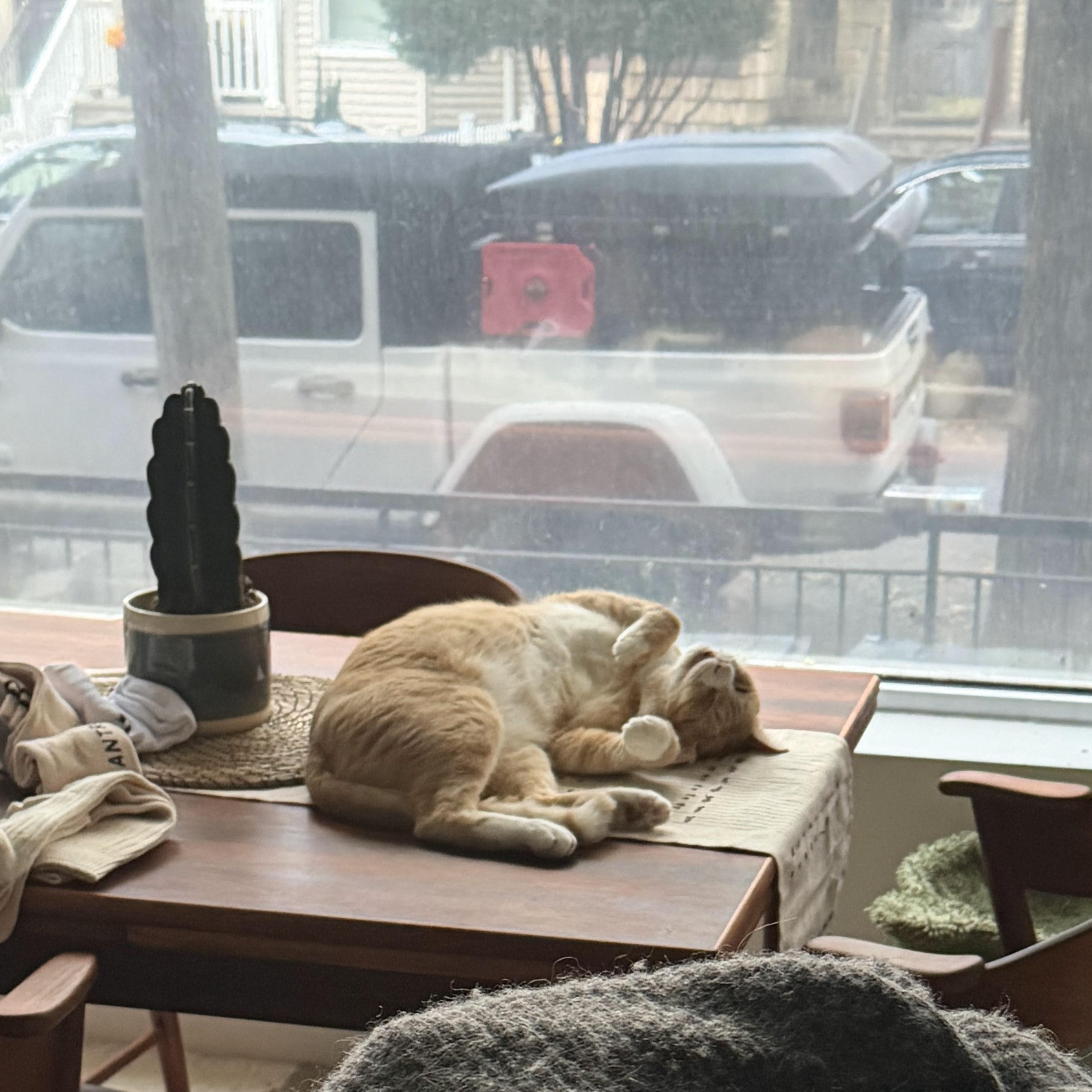 Enlarge Stretch, a ADOPTABLE Domestic Short Hair in brooklyn, NY image 2/6