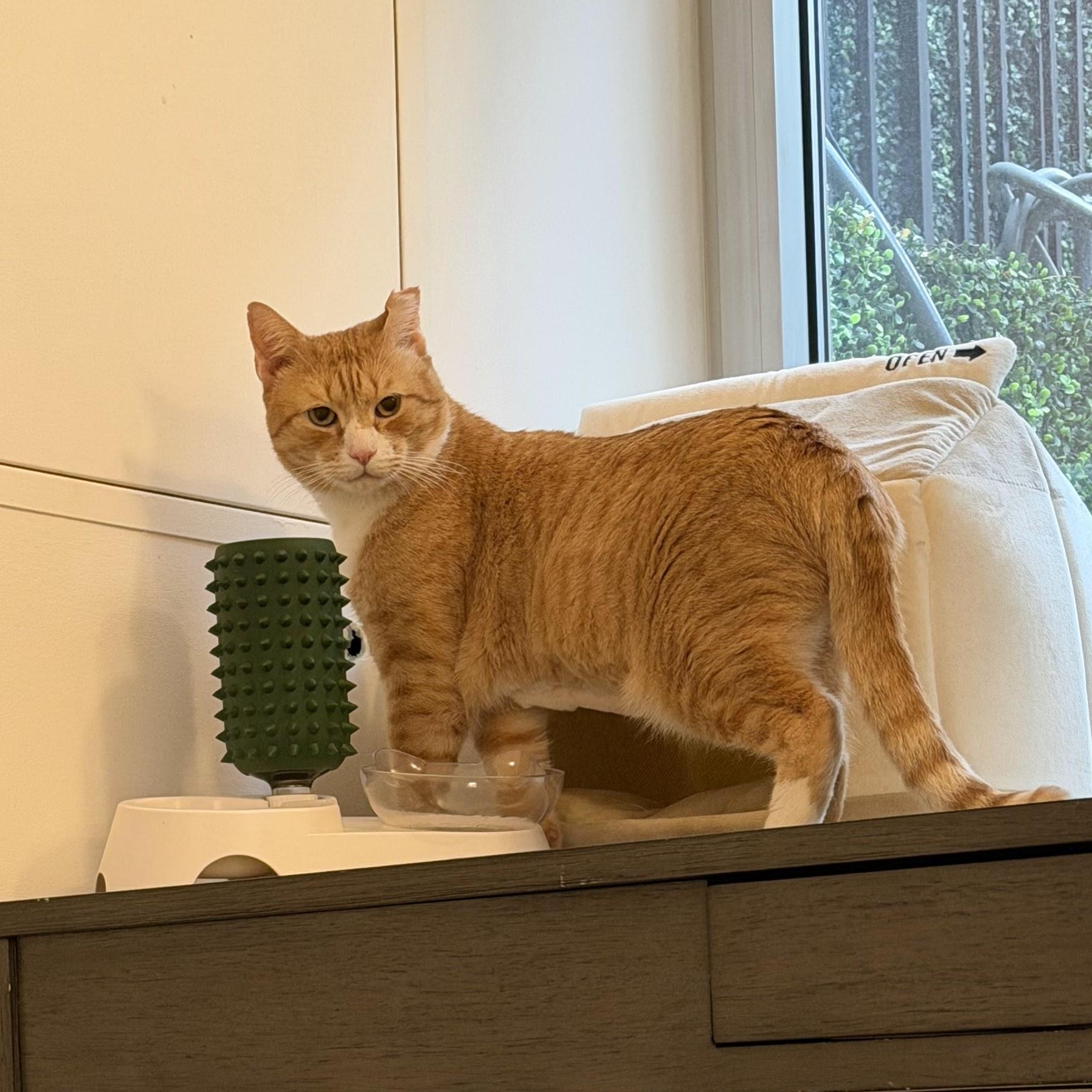 Enlarge Stretch, a ADOPTABLE Domestic Short Hair in brooklyn, NY image 6/6