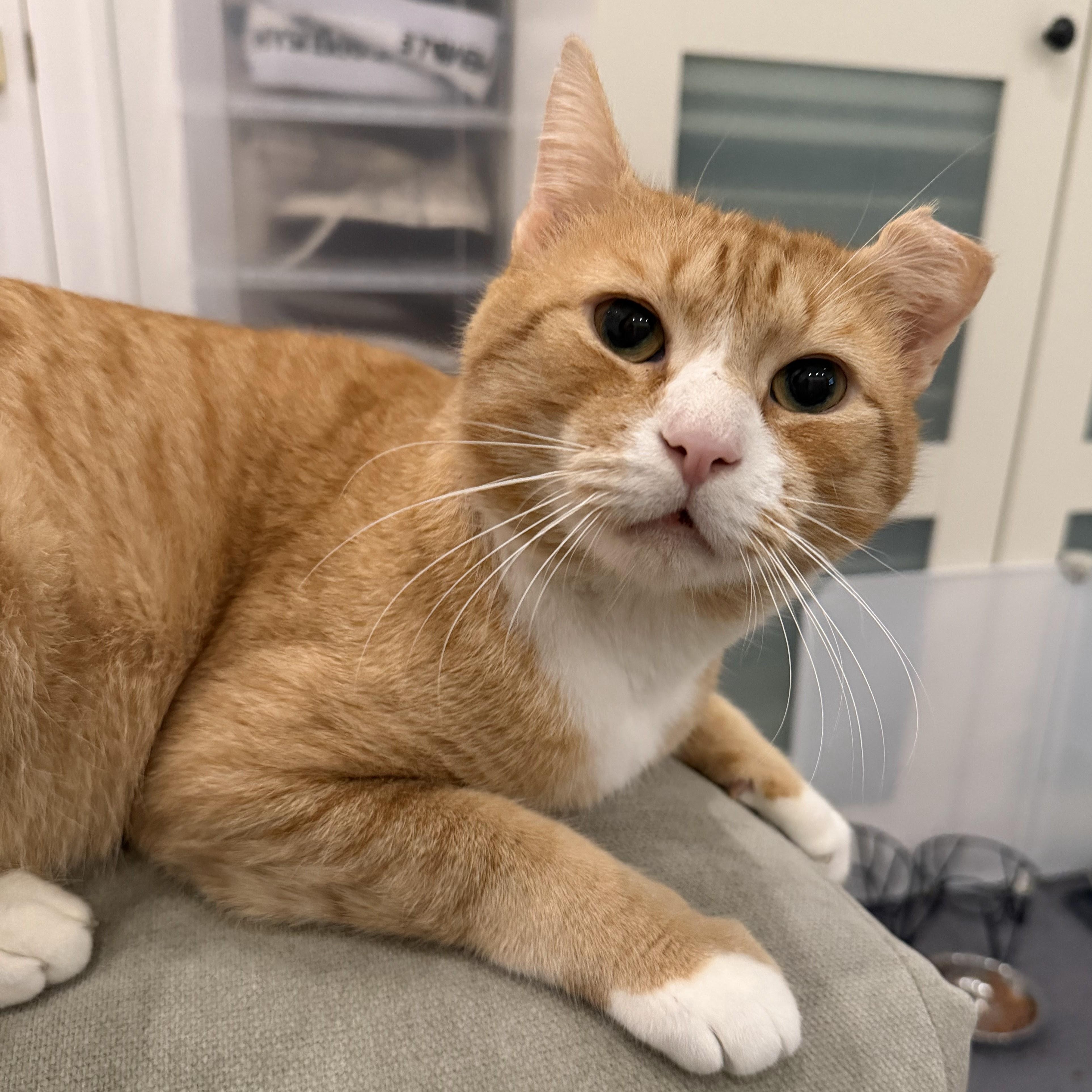 Stretch, ADOPTABLE, Adult Male Domestic Short Hair.