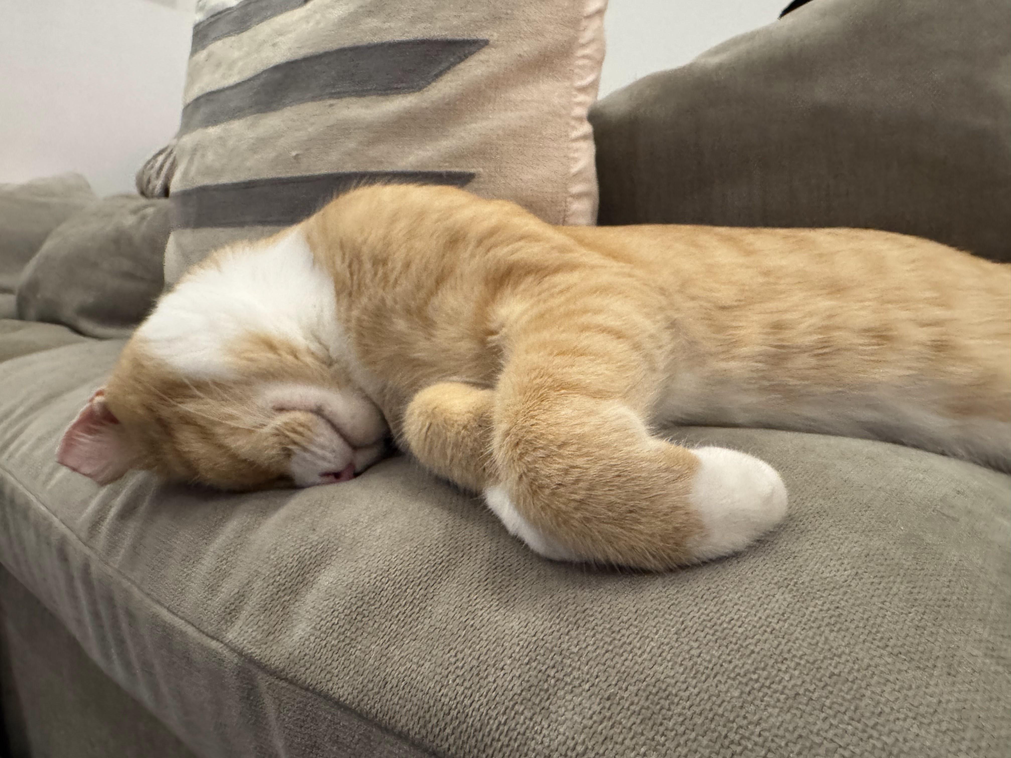 Enlarge Stretch, a ADOPTABLE Domestic Short Hair in brooklyn, NY image 4/6