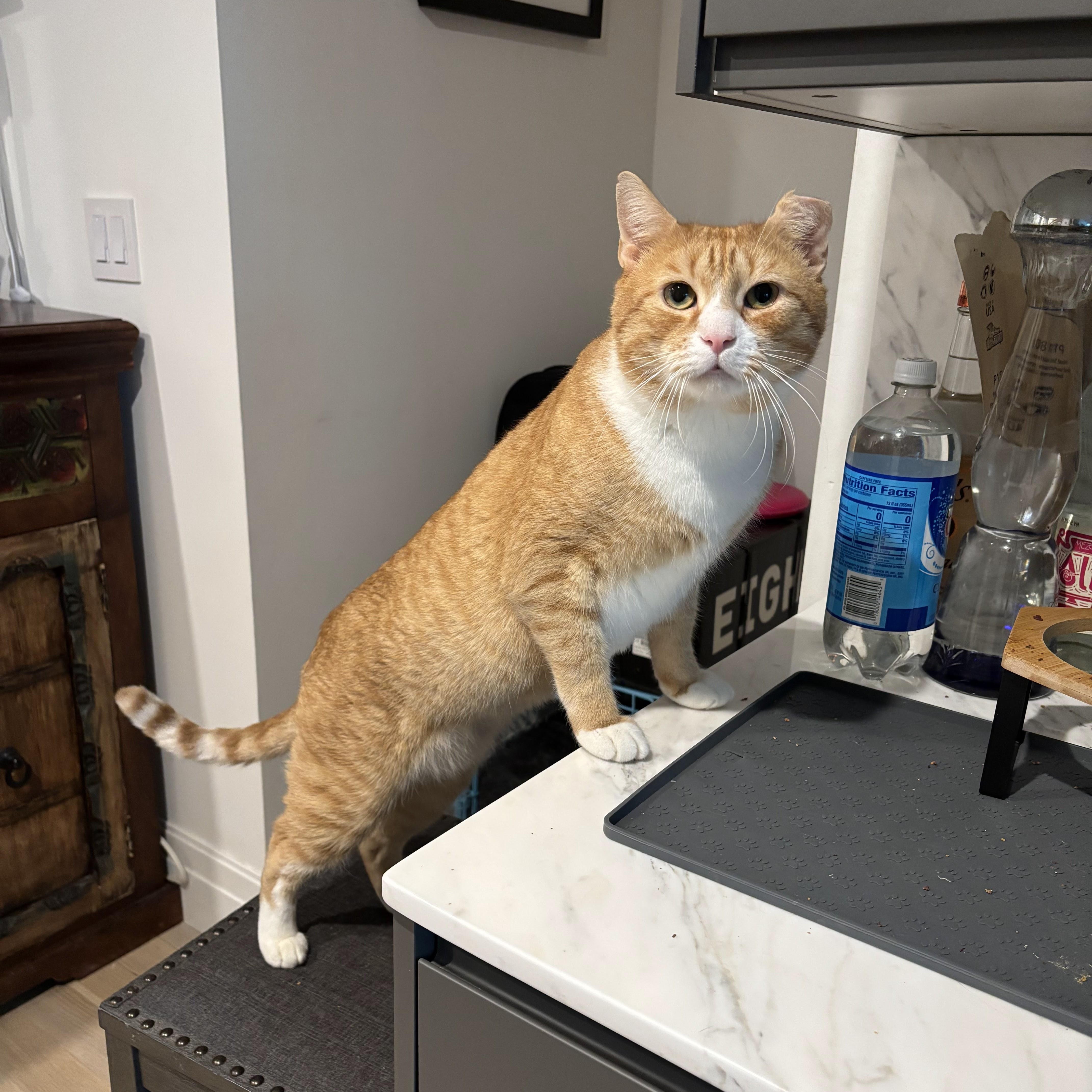 Enlarge Stretch, a ADOPTABLE Domestic Short Hair in brooklyn, NY image 5/6