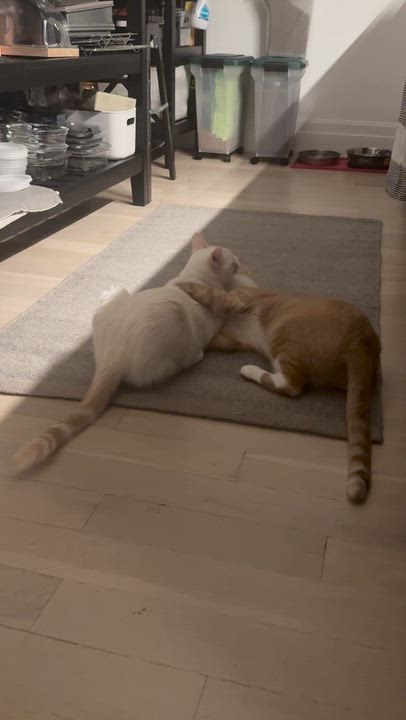 Enlarge Stretch, a ADOPTABLE Domestic Short Hair in brooklyn, NY video 6/6