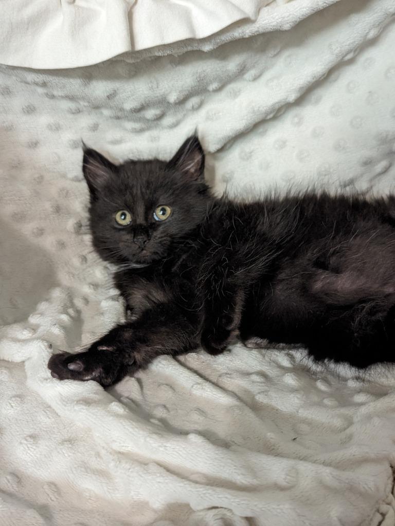 Peralta (Langley kitten #57), Adoptable, Kitten Female Domestic Medium Hair.