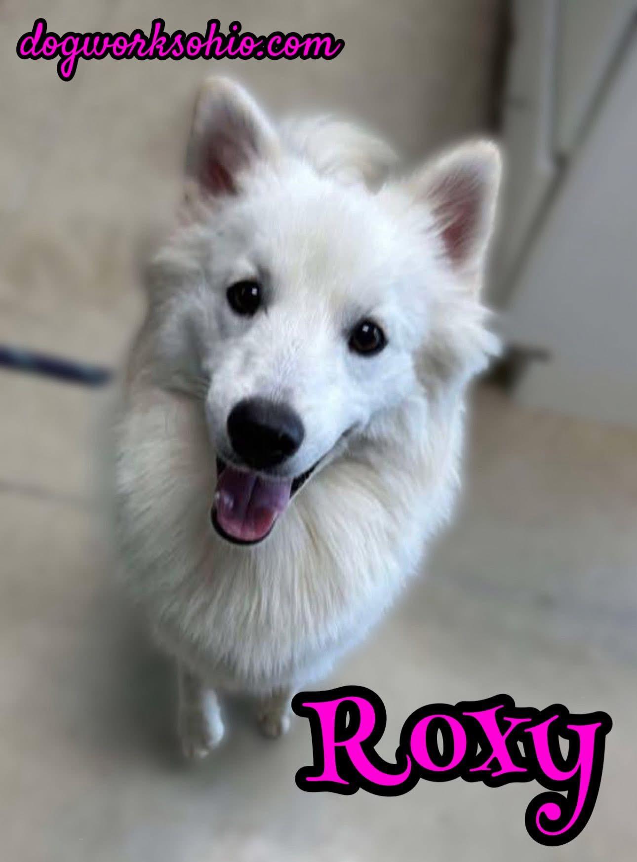Roxy, an adoptable Pomsky in Toledo, OH, 43623 | Photo Image 1