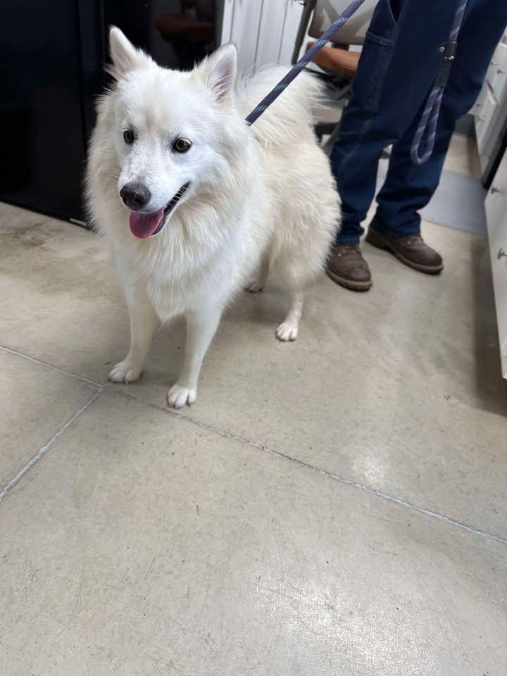 Roxy, an adoptable Pomsky in Toledo, OH, 43623 | Photo Image 2