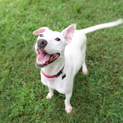 Marlee, Adoptable, Young Female Dalmatian & Mixed Breed.