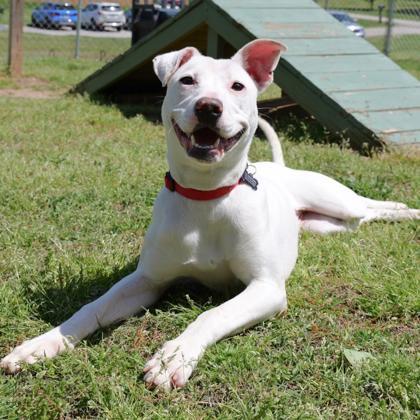 Enlarge Marlee, a Adoptable mixed breed in Dahlonega, GA image 2/3