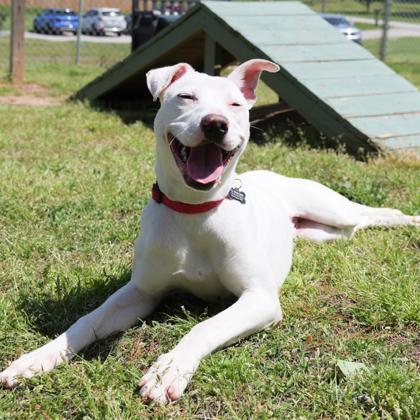 Enlarge Marlee, a Adoptable mixed breed in Dahlonega, GA image 3/3