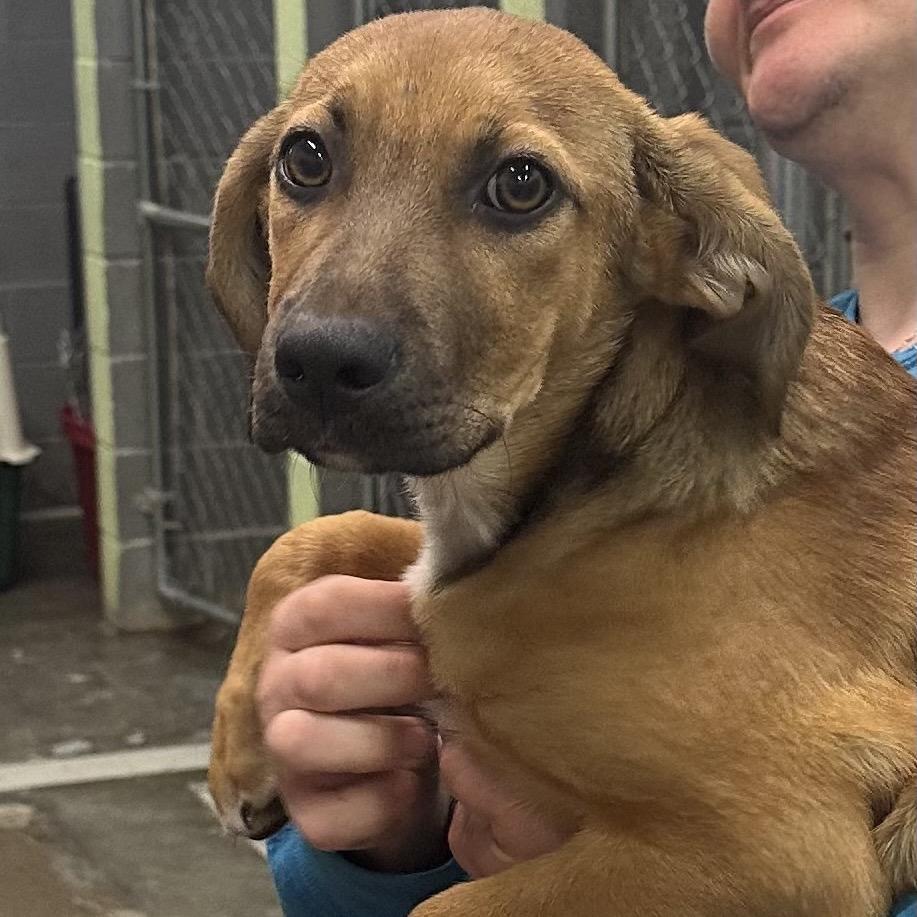 Beep, Adoptable, Puppy Male Mixed Breed.