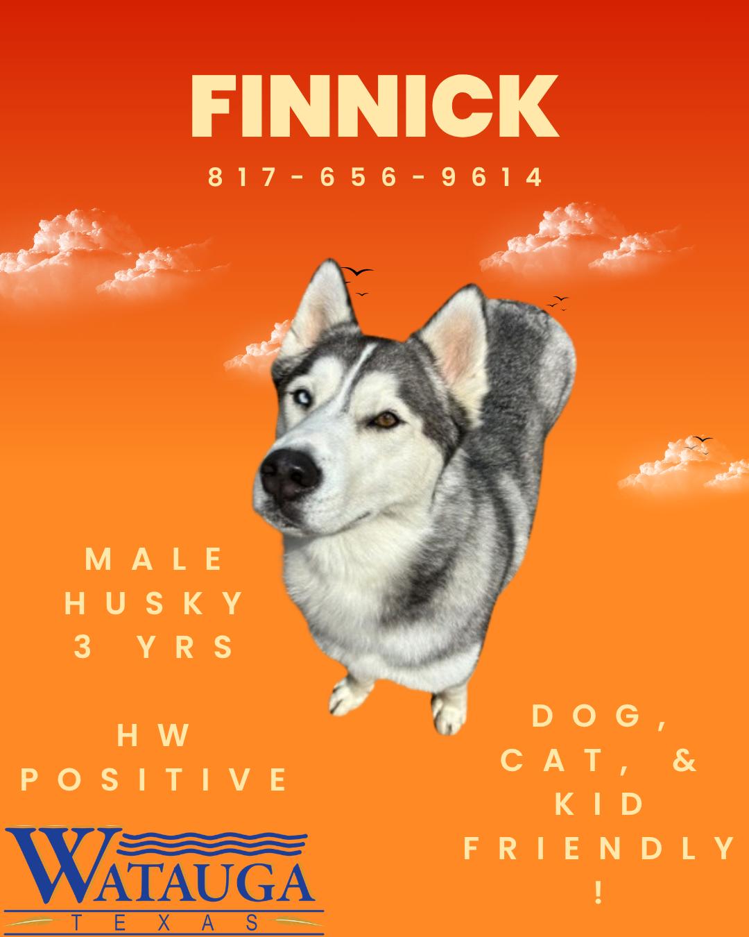 Finnick, Adoptable, Adult Male Siberian Husky.
