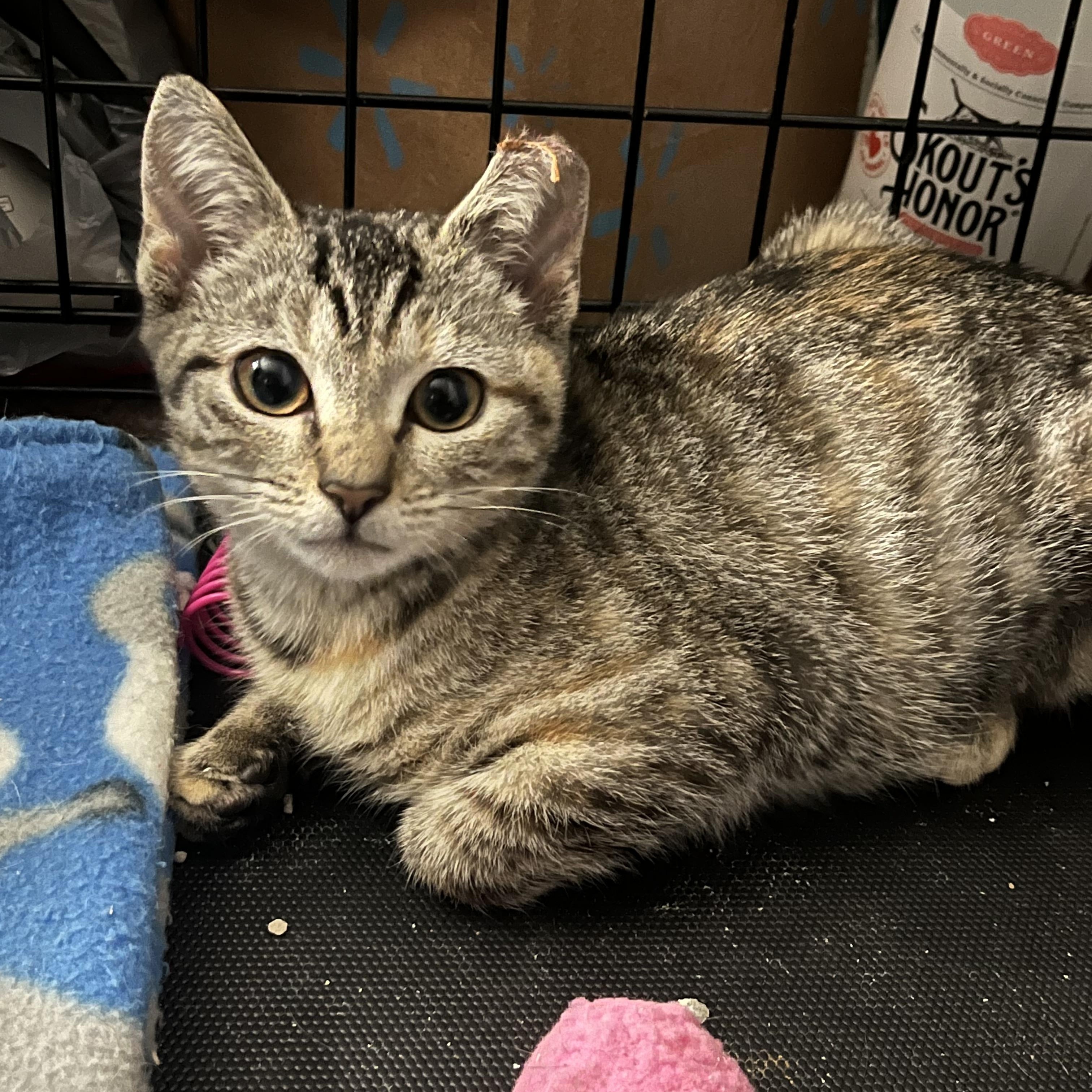Enlarge Honeydew, a Adoptable Domestic Short Hair in Elkton, MD image 2/4