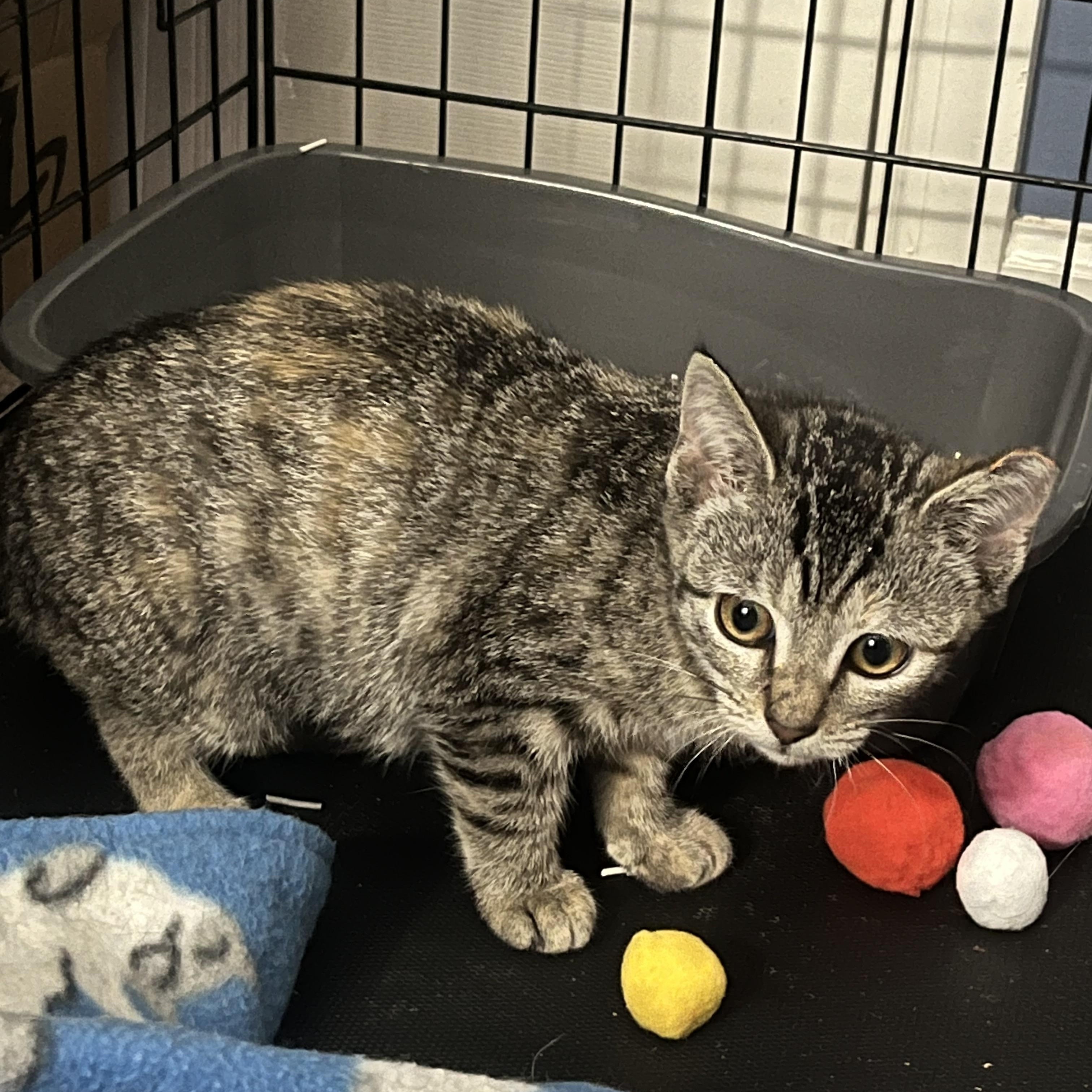 Enlarge Honeydew, a Adoptable Domestic Short Hair in Elkton, MD image 4/4