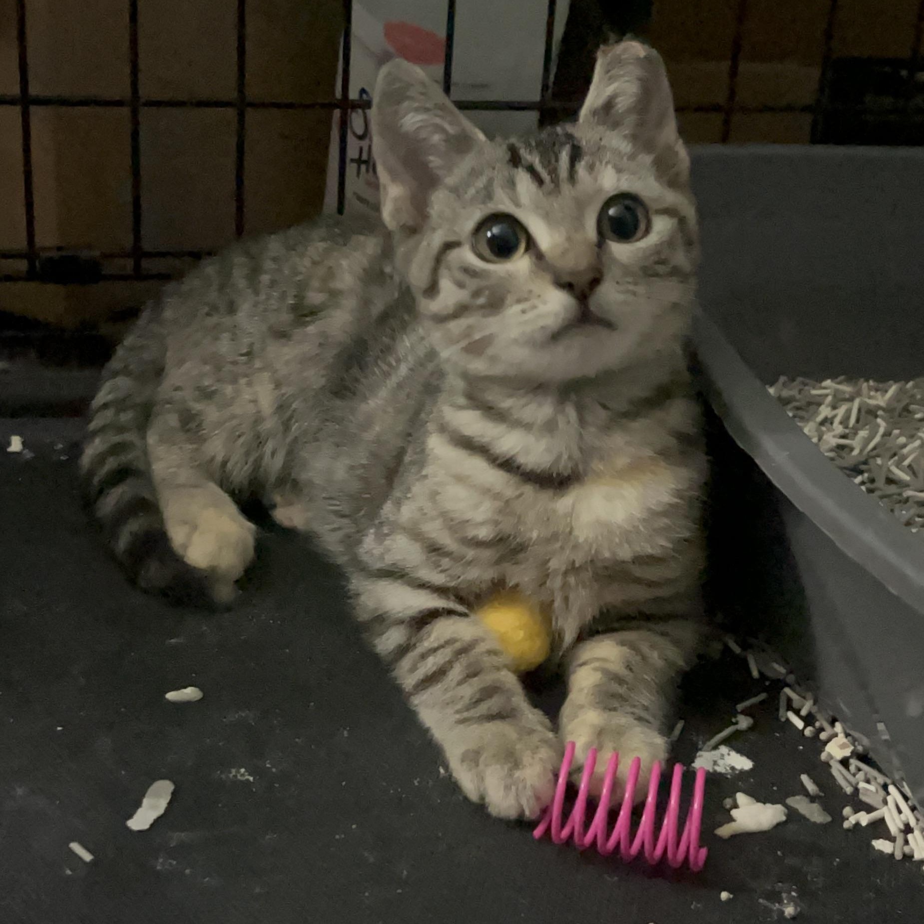 Honeydew, Adoptable, Kitten Female Domestic Short Hair.